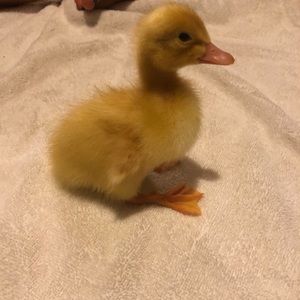 Meet your Posher, Dawna